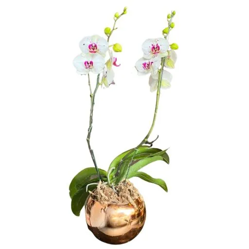 Orquidea blanca VIII